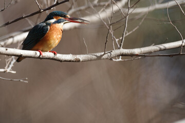 カワセミが輝く　母と子の森にて　東京、新宿御苑での野鳥や自然の風景