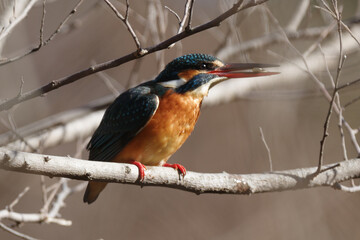 カワセミが輝く　母と子の森にて　東京、新宿御苑での野鳥や自然の風景