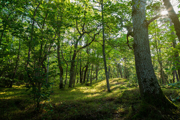 Fototapeta na wymiar Lush grove along the nature trail at the Höckböleholmen nature reserve in Åland Islands, Finland, on a sunny day in the summer.