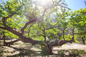 Big tree