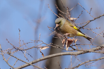カワラヒワの群れ　東京、新宿御苑での野鳥の風景
