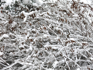 branches of trees are covered with snow in winter