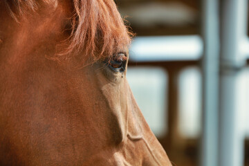 The picture is taken in landscape format and shows a close-up of a horse's head with focus on the...