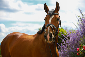 The picture shows a brown horse with bridle in front of a blue sky with colorful flowers in the...