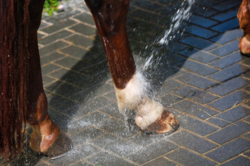 Horse's hoof is hosed down with water for cooling. The water shows a dynamic through motion blur....