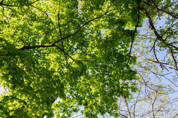 Fototapeta premium In summer forest. Natural background.