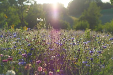 Sun rays falling on a flower meadow, in diffuse light.