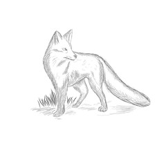 Fox Illustration 