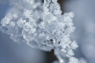 Ice crystals formed on a branch and point in all directions. Structural and bizarre shapes were formed.