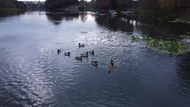 Ducks on the River 4K 09