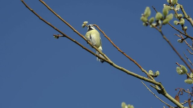 Blaumeise