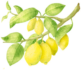 Lemons growing on a branch with leaves isolated on a white background