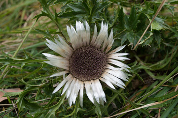 Beautiful white wildflower, stemless carline thistle or silver thistle, Carlina acaulis in the forest in Croatia, taken in late summer