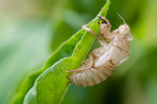 Cicada cast skin or exuviae after the adult cicada has left, from Dalmatia, Croatia. Summer in Croatian coast is known for the cicadas sounds.