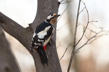 Adult male of great spotted woodpecker (Dendrocopos major) perched in a tree branch looking above in the forest. Beautiful bird with black, red and white feathers turning its back on the camera