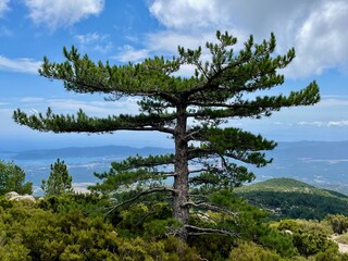 Fototapeta na wymiar Old huge pine in Ospedale forest, Ospedale reservoir in the background. Corsica, France.