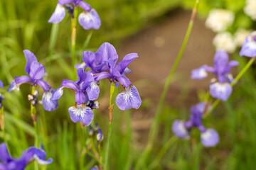 Delicate blue iris flowers on a flower bed in the park