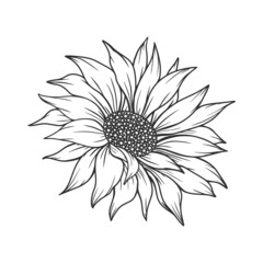 Sunflower Outline, Sunflower Line Art, Floral Line Drawing, black and white sunflowers vector illustration