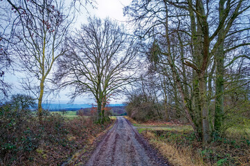 Wiesenweg von Bäumen gesäumt im Morgenlicht