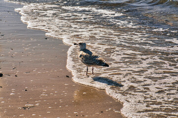Seagull on the sandy beach of zingst