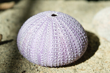 Purple hard shell or test of a sea urchin caught in Adriatic sea, clean without spikes, summer concept from Croatian coast