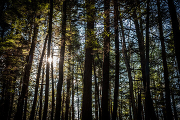 Obraz premium Seeing the sun through the thick of foforest, arest