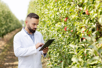 Seasonal harvest, business outdoor and fruit control in eco garden