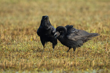 Two common raven, corvus corax, feeding on dry meadow in autumn nature. Pair od black birds crawing on field in fall. Dark featehred animals sitting on pasture in open grassland.