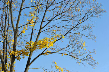 yellow trees with fallen leaves - autumn time