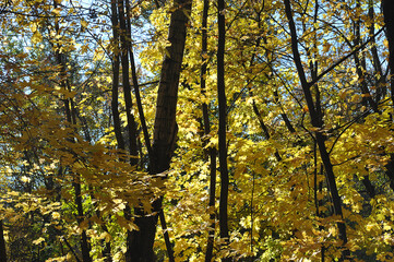 autumn landscape - yellow maple leaves in the trees in the park