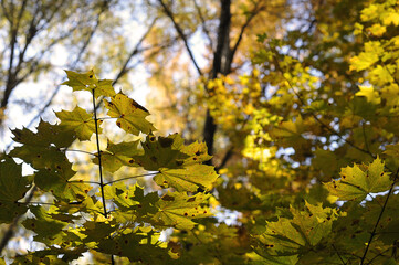 Obraz premium autumn forest - abstract background of trees and crown leaves