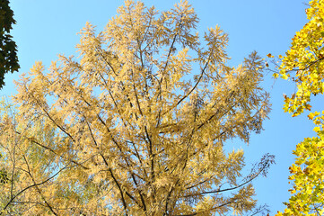 autumn landscape - yellow fir leaves on a blue background