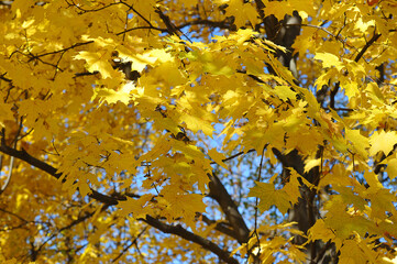 autumn forest on a sunny day - maple tree leaves