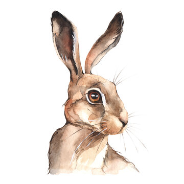 Hare head portrait. Watercolor illustration on white.