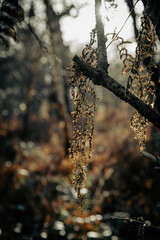 autumn in the forest in the sunlight