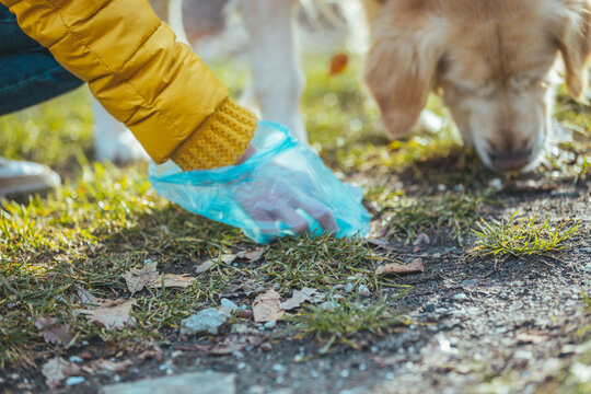 A Woman Cleaning Up After Her Dog As She Picks Up His Dog Poo. Owner Clearing Dog Mess With Pooper Scooper. Responsible Care Of Pet. Woman Picking Up Dog Poop From The Lawn