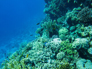 underwater beach of the red sea. underwater life in clear water corals fish plankton