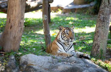 tiger in the open zoo