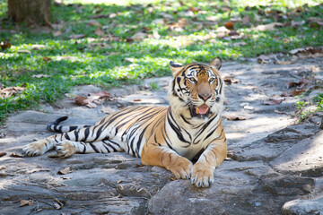 tiger in the open zoo