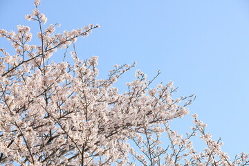満開の染井吉野と爽やかな青空