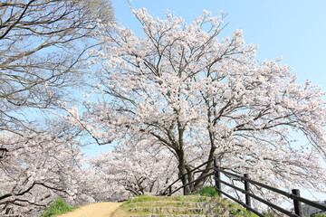 満開の染井吉野と爽やかな青空