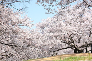Naklejka premium 青空に映える桜