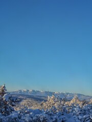 snow covered trees