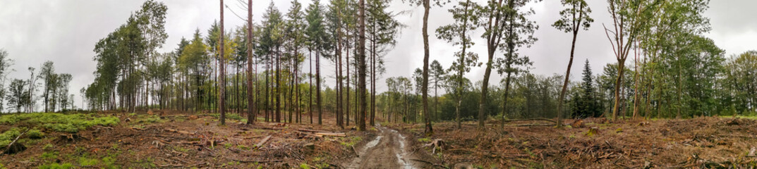 Exploitation forestière dans le massif des Vosges, France