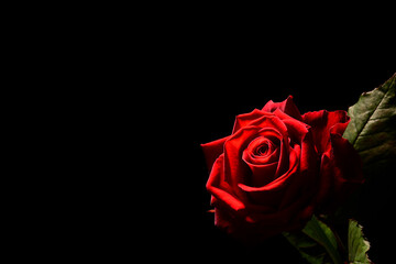 Czerwona róża na czarnym tle. textura pod życzenia na walentynki dla niej lub dla niego. kompozycja róży symbolizującej namiętność, czułość, miłość, delikatność.  - obrazy, fototapety, plakaty