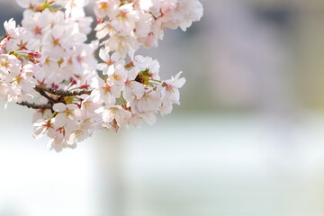 Fototapeta premium ソメイヨシノのアップ