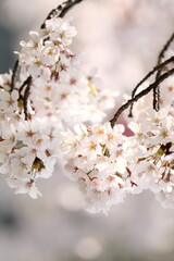 桜のアップ