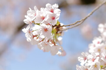 染井吉野のアップ