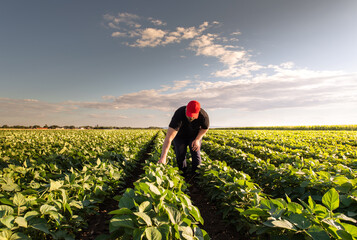 Young farmer in soybean fields