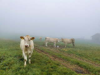 Montagne du Larmont, vaches au pâturage, Jura, Doubs, France